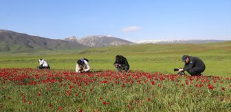 Muş lalesi, yabancı fotoğrafçıların ve belgeselcilerin kadrajında