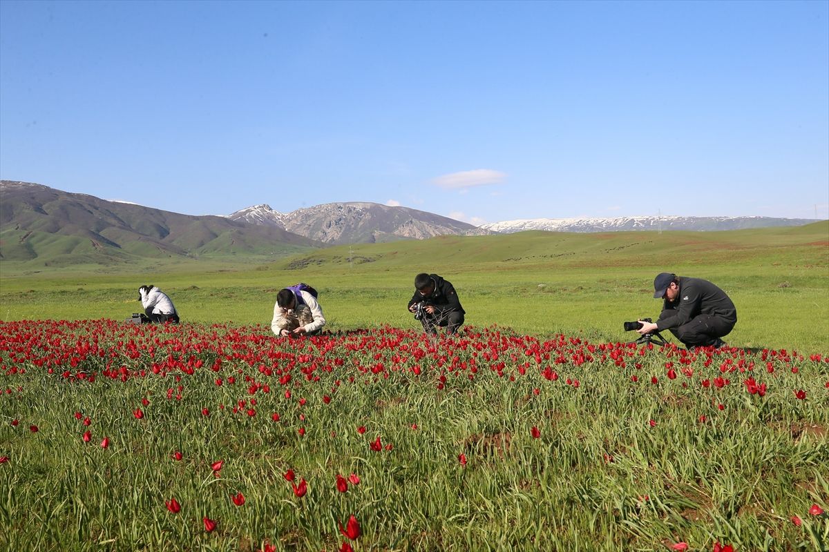 Muş lalesi, yabancı fotoğrafçıların ve belgeselcilerin kadrajında