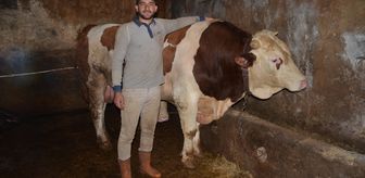 Muş'ta 1 ton 440 kiloluk dana 'Şampiyon' alıcısını bekliyor