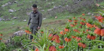 Muş'ta açan ters laleler için sıkı koruma önlemi