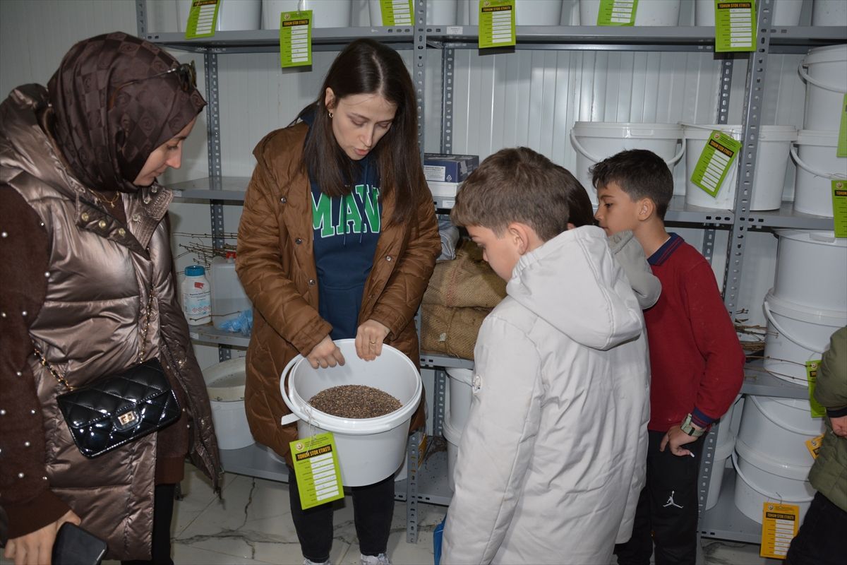 Of'ta ortaokul öğrencileri tohum üretim sürecini gözlemledi