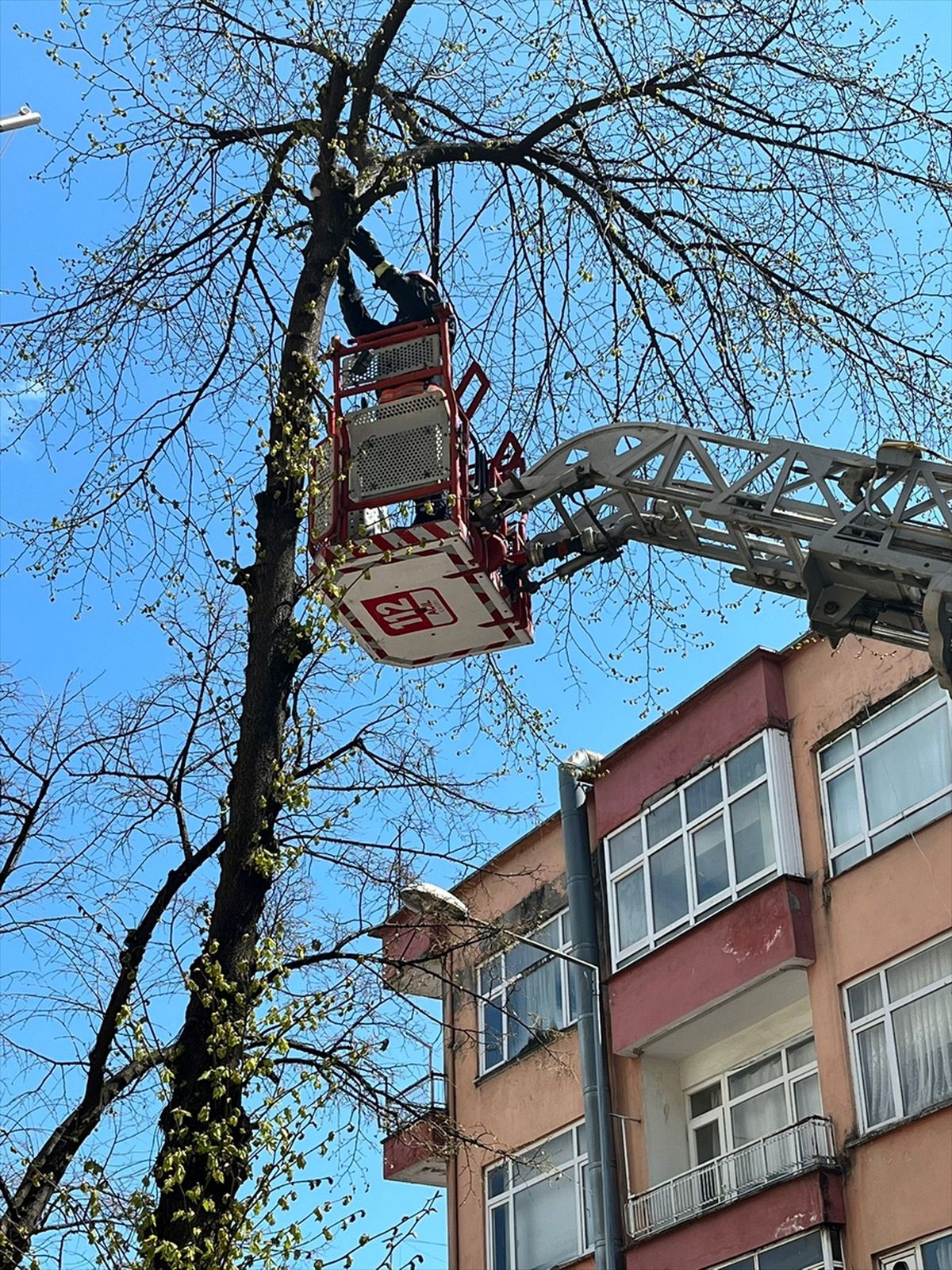 Ordu'da ağaçta mahsur kalan kediyi itfaiye kurtardı