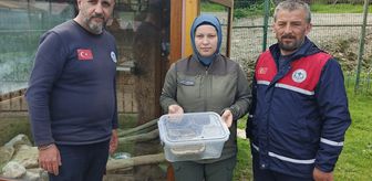 Ordu'da bir evde bulunan piton Giresun'da koruma altına alındı
