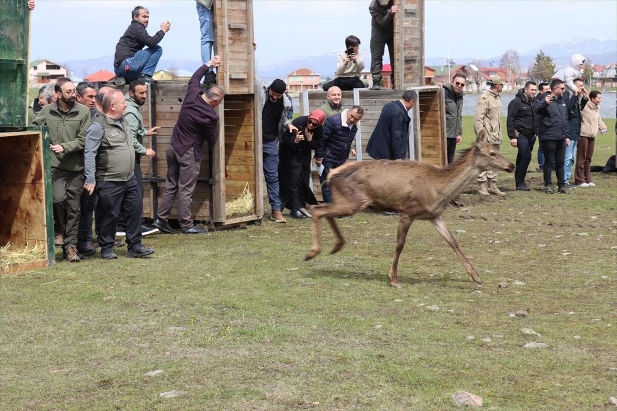 Ordu'da doğaya 16 kızıl geyik salındı