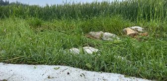 Osmaniye'de dolu ekili tarım alanlarına zarar verdi