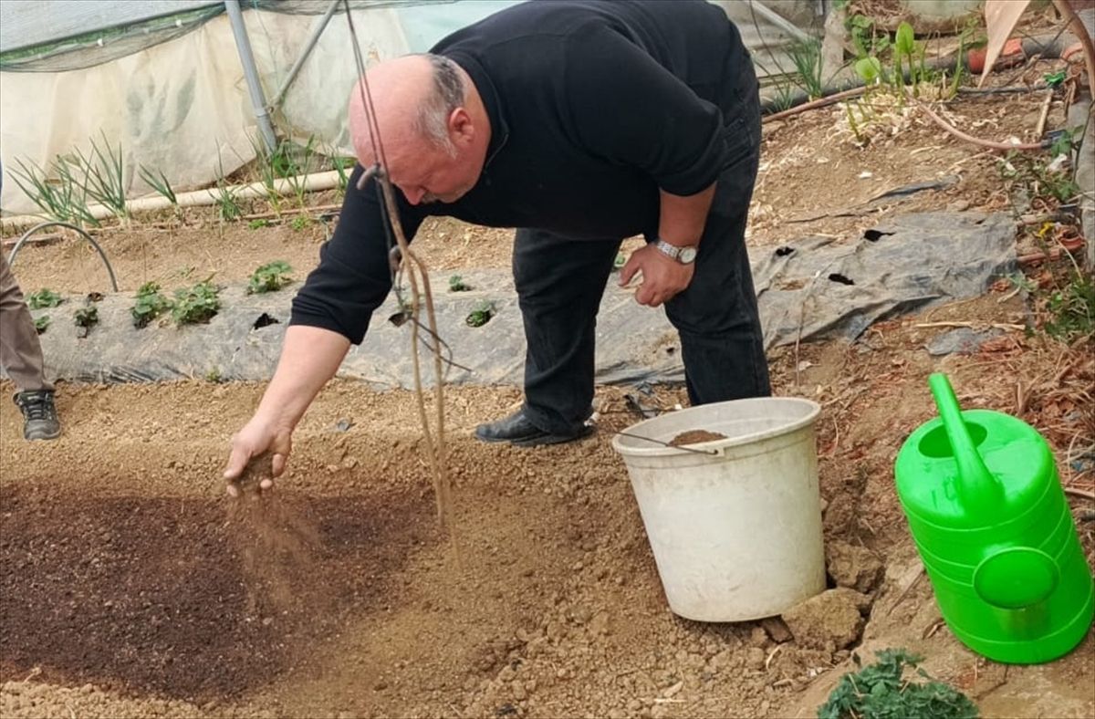 Pazaryeri'nde tütün tohumları toprakla buluşturuldu