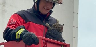 Rize'de ağaçta mahsur kalan kedi itfaiye ekiplerince kurtarıldı