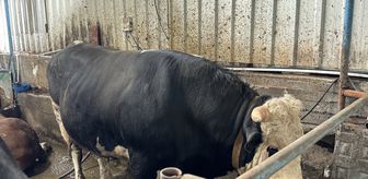 Sakarya'da birer tonluk iki tosun, 380 ile 410 bin liradan alıcı buldu