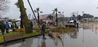 Sakarya'da şiddetli rüzgarda devrilen ağaç sahildeki parka zarar verdi
