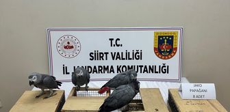 Siirt'te bir araçta 8 papağan ele geçirildi