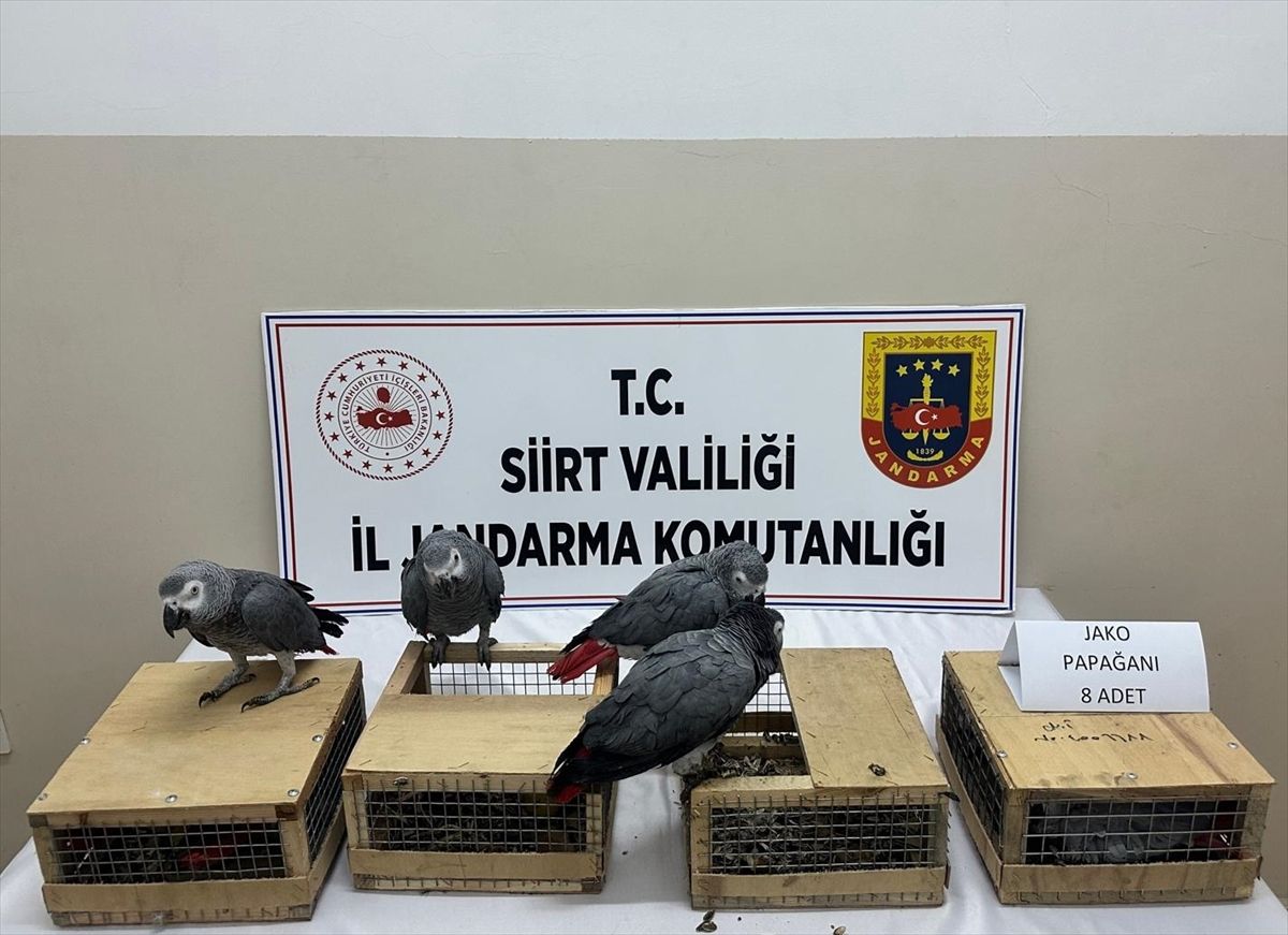 Siirt'te bir araçta 8 papağan ele geçirildi