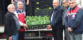 Siirt'te üreticilere yüzde 75 hibe ile 60 bin sebze fidesi dağıtıldı