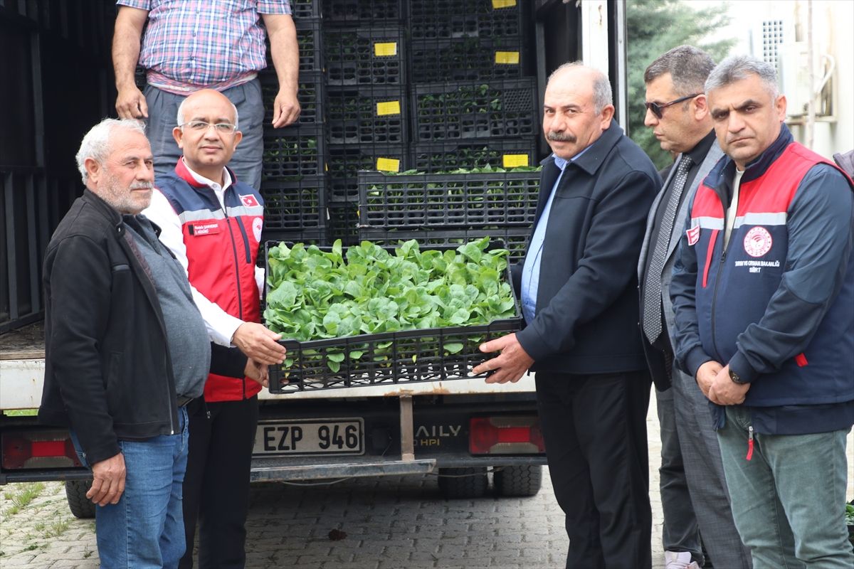 Siirt'te üreticilere yüzde 75 hibe ile 60 bin sebze fidesi dağıtıldı