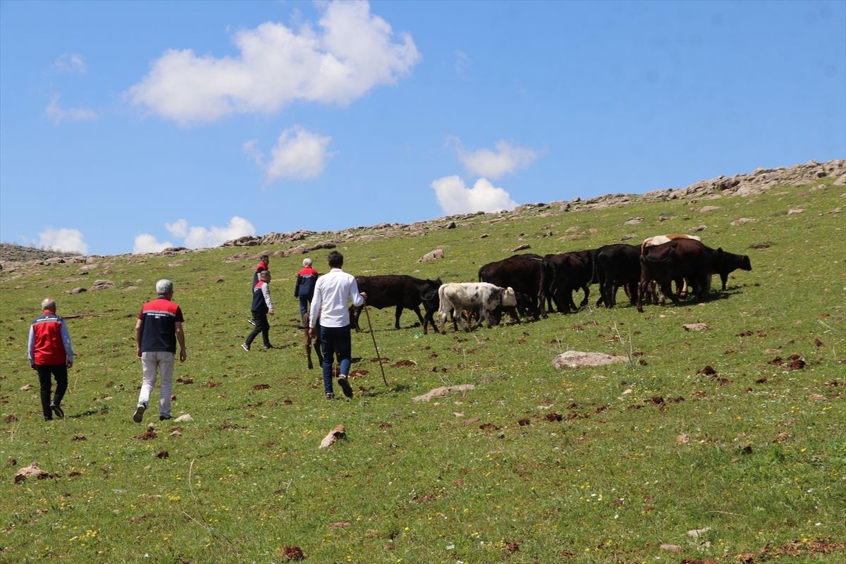 Siirtli çiftçi devlet desteğiyle büyükbaş hayvan sayısını artırdı