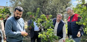 Silifke'de sağanak ve doludan etkilenen tarım alanlarında hasar tespiti yapılıyor