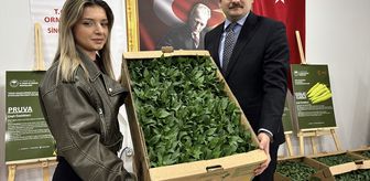 Sinop'ta üreticilere 135 bin sebze fidesi dağıtıldı
