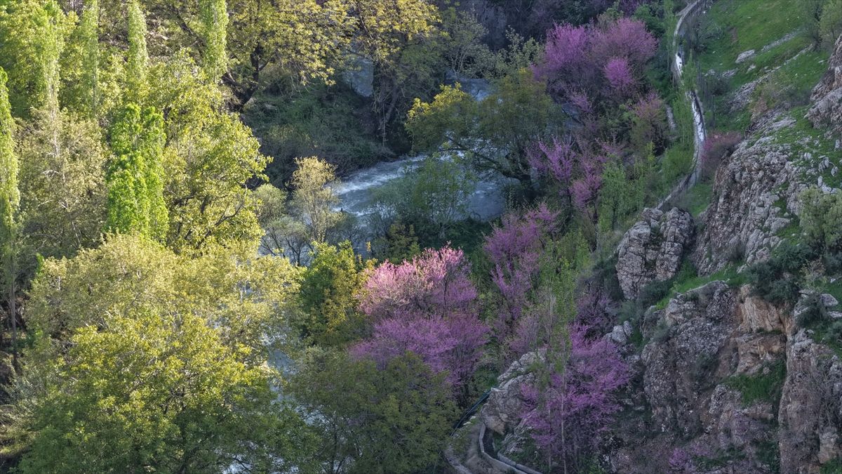 Şırnak'ta çiçek açan erguvanlar doğaya renk kattı