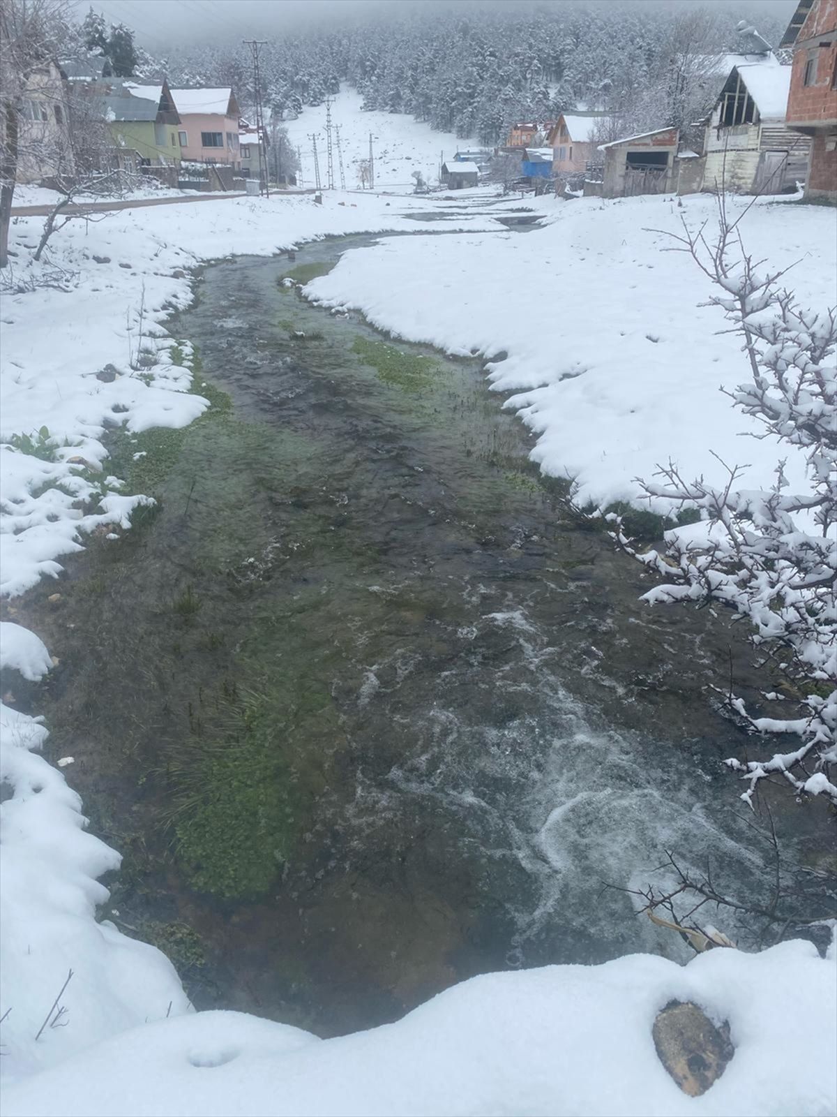 Sivas'ta çam ağaçlarıyla kaplı Eğriçimen Yaylası'na mayısta kar yağdı