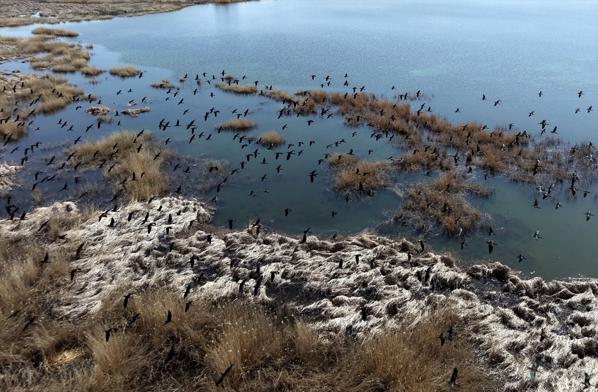 Sivas'ta su altındaki araziler kuşları ağırlıyor