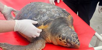 Tekirdağ'da ölü bulunan caretta caretta incelemeye alındı