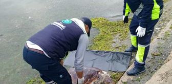 Tekirdağ'da ölü caretta caretta sahile vurdu