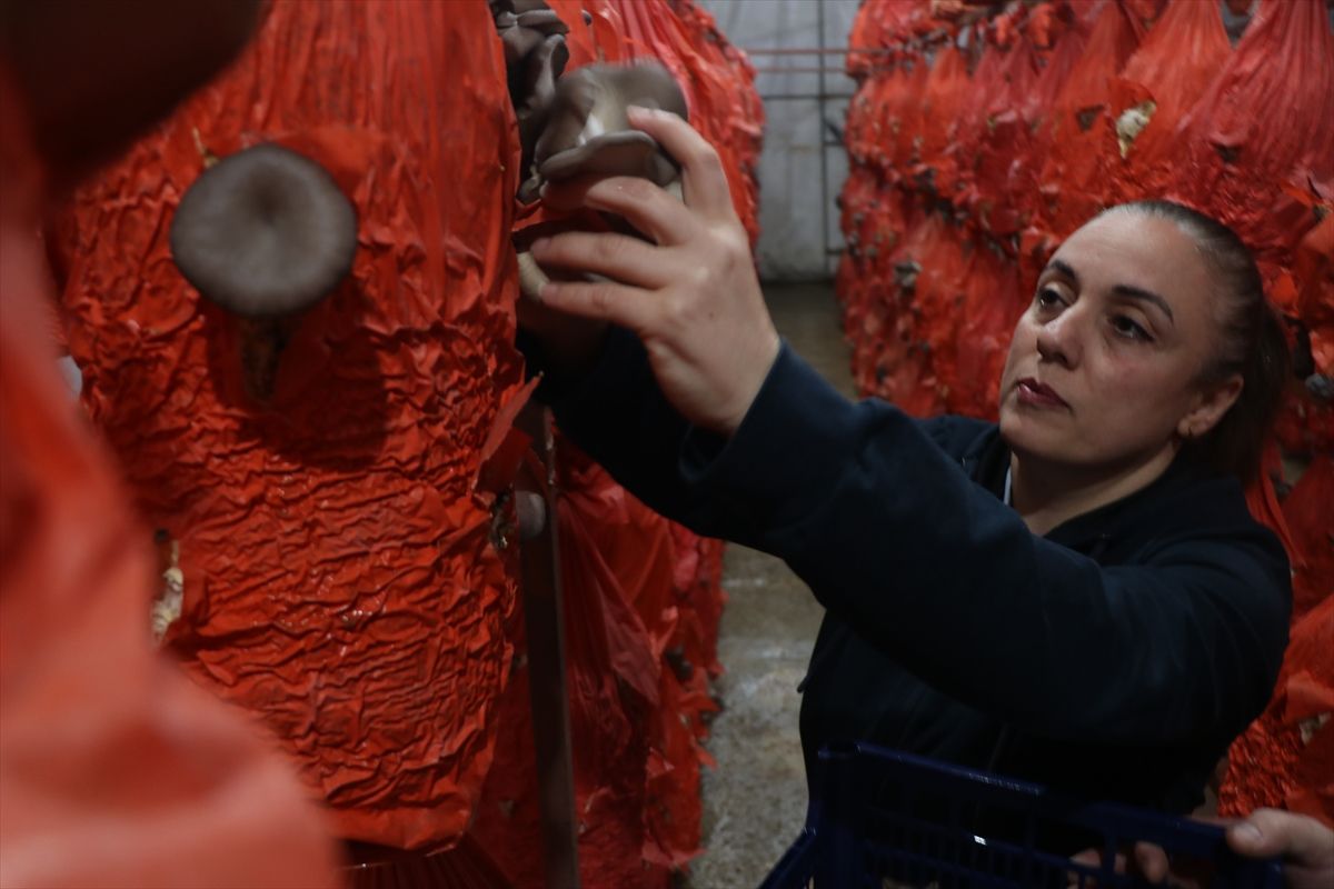 Tekstil sektöründeki işinden ayrılıp mantar üreticisi oldu