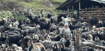 Tokat'ta kurt saldırısı sonucu 10 keçi telef oldu