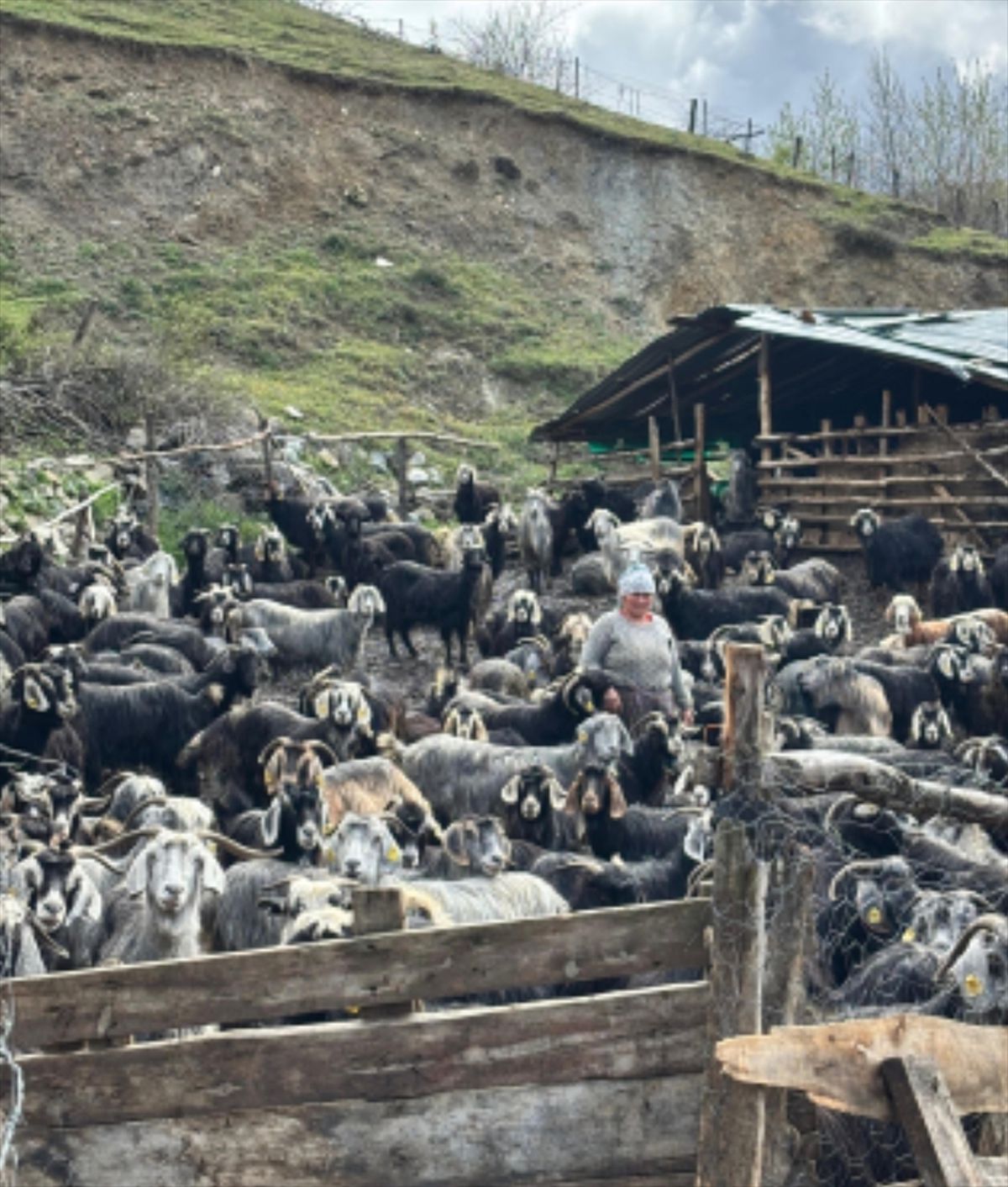 Tokat'ta kurt saldırısı sonucu 10 keçi telef oldu