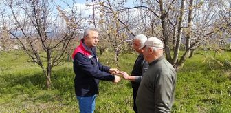 Tosya'da tarım ürünleri zirai dondan etkilenmedi