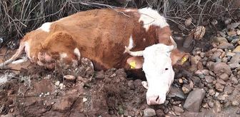 Tunceli'de çamura batan ineği ekipler kurtardı