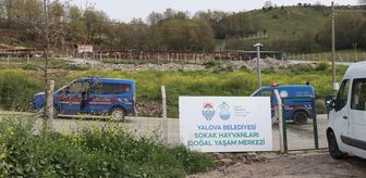 Yalova'da barınakta köpek ölümleri iddiası üzerine soruşturma başlatıldı