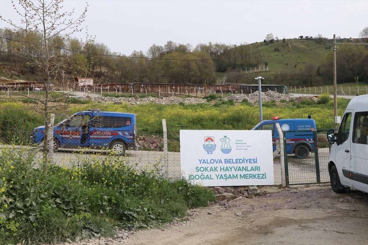 Yalova'da barınakta köpek ölümleri iddiası üzerine soruşturma başlatıldı