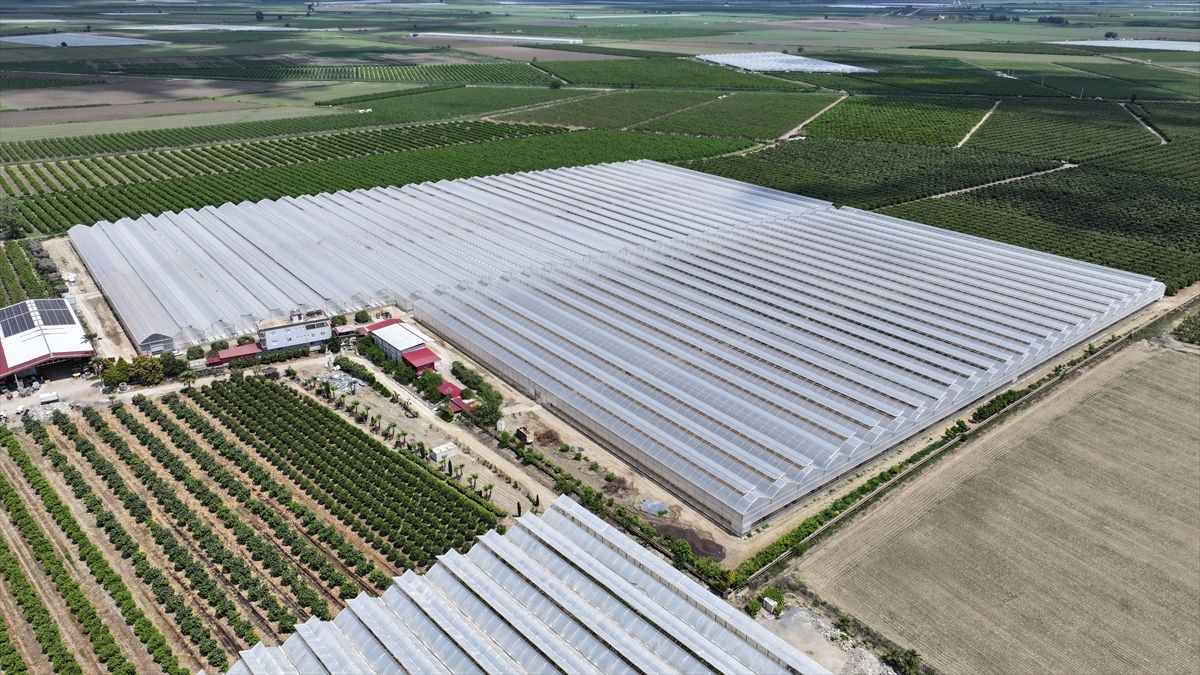Yapay zeka destekli topraksız serada üretilen beyaz çilek 5 ülkeye ihraç ediliyor