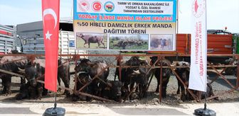 Yozgat'ta besicilere damızlık manda dağıtıldı