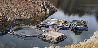 Yüksek rakımı ve serin suları Erzurum'da kafes balıkçılığına ilgiyi artırıyor