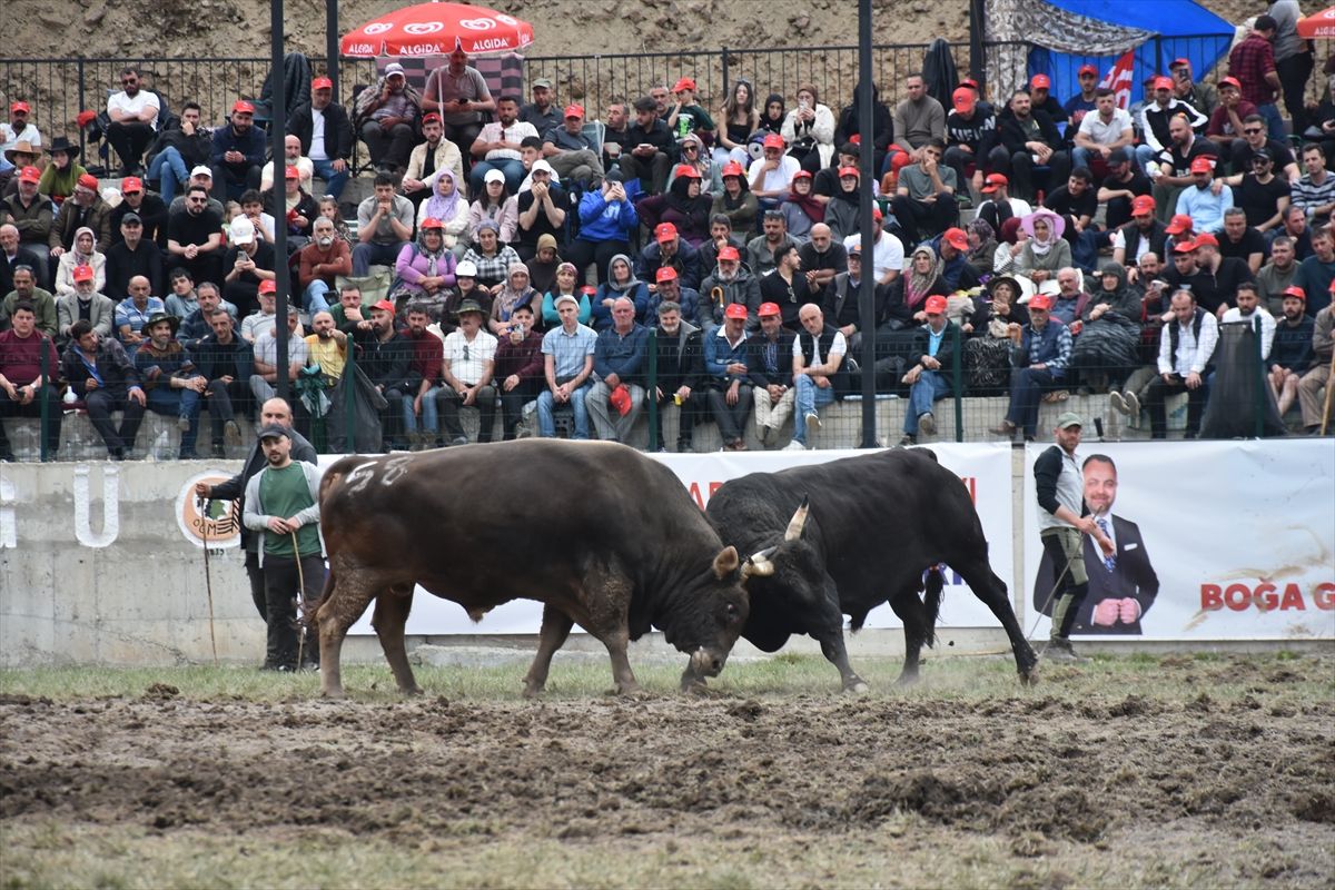 Yusufeli'nde 200 yıllık boğa güreşleri festivali coşkuyla yapıldı