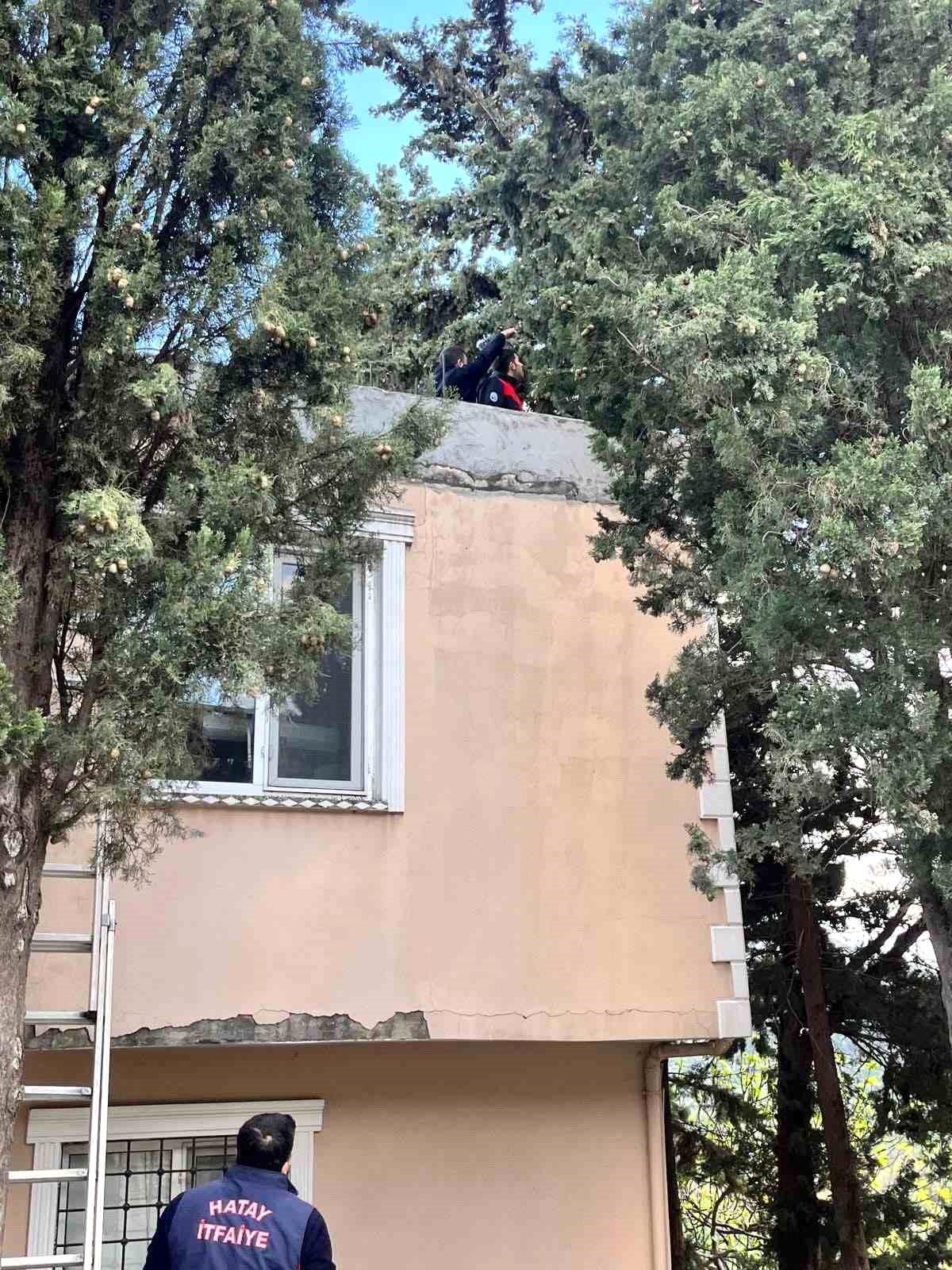Defne'de ağaçta mahsur kalan kediyi itfaiye kurtardı