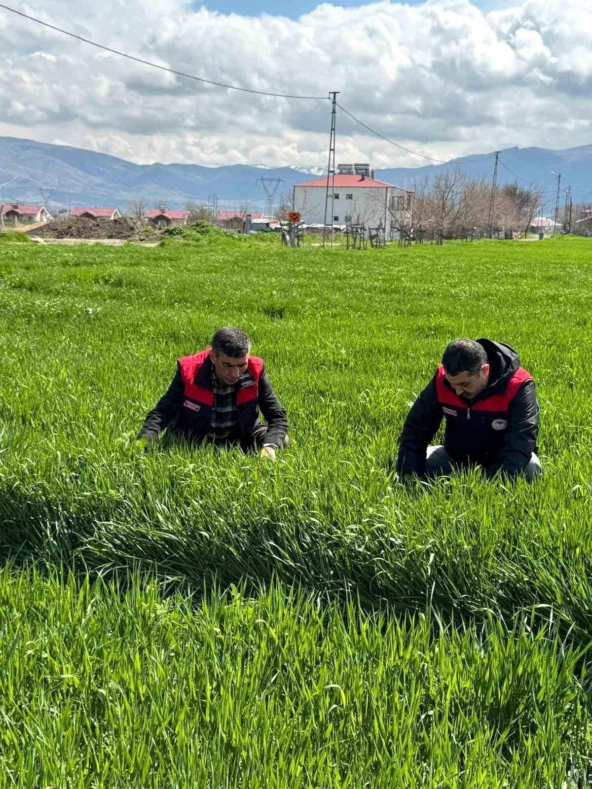 Elazığ'da hububat üreticilerine kök ve kök boğazı hastalık uyarısı