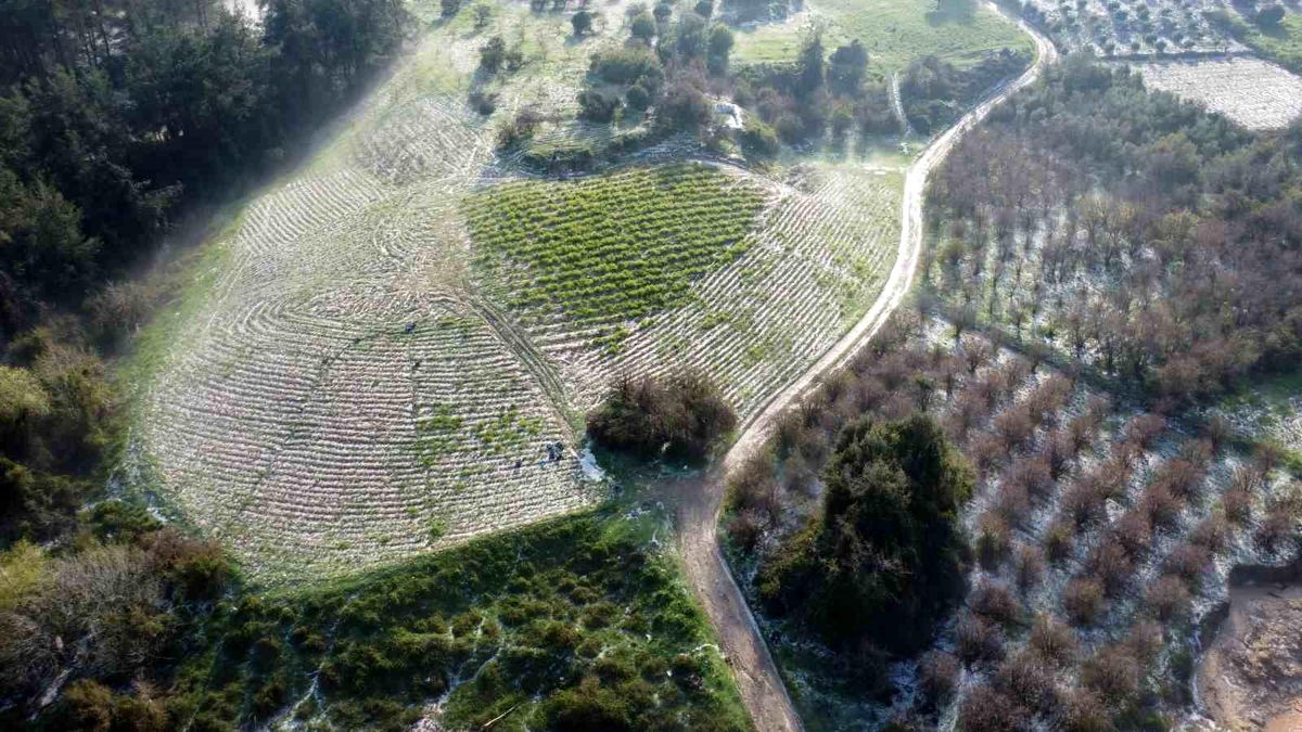 Mersin'de misket büyüklüğünde dolu etkili oldu: Orman ve bahçeler beyaza büründü