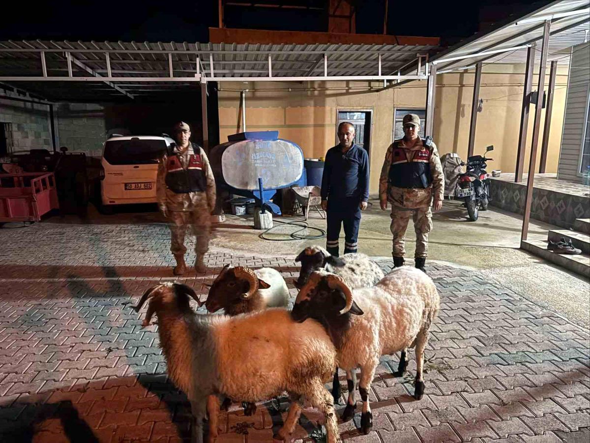 Kilis'te kayıp küçükbaş hayvanlar bulundu