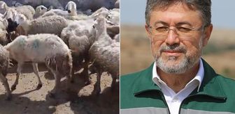 'Örnek üreticiye' bakanlıktan mera yanıtı