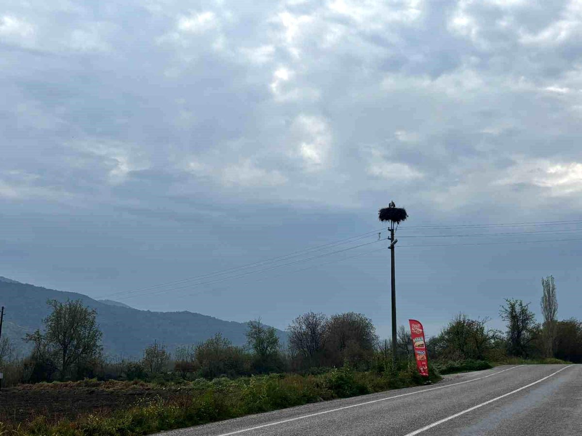 Bozdoğan'da baharın müjdecisi leylekler yuvalarına döndü