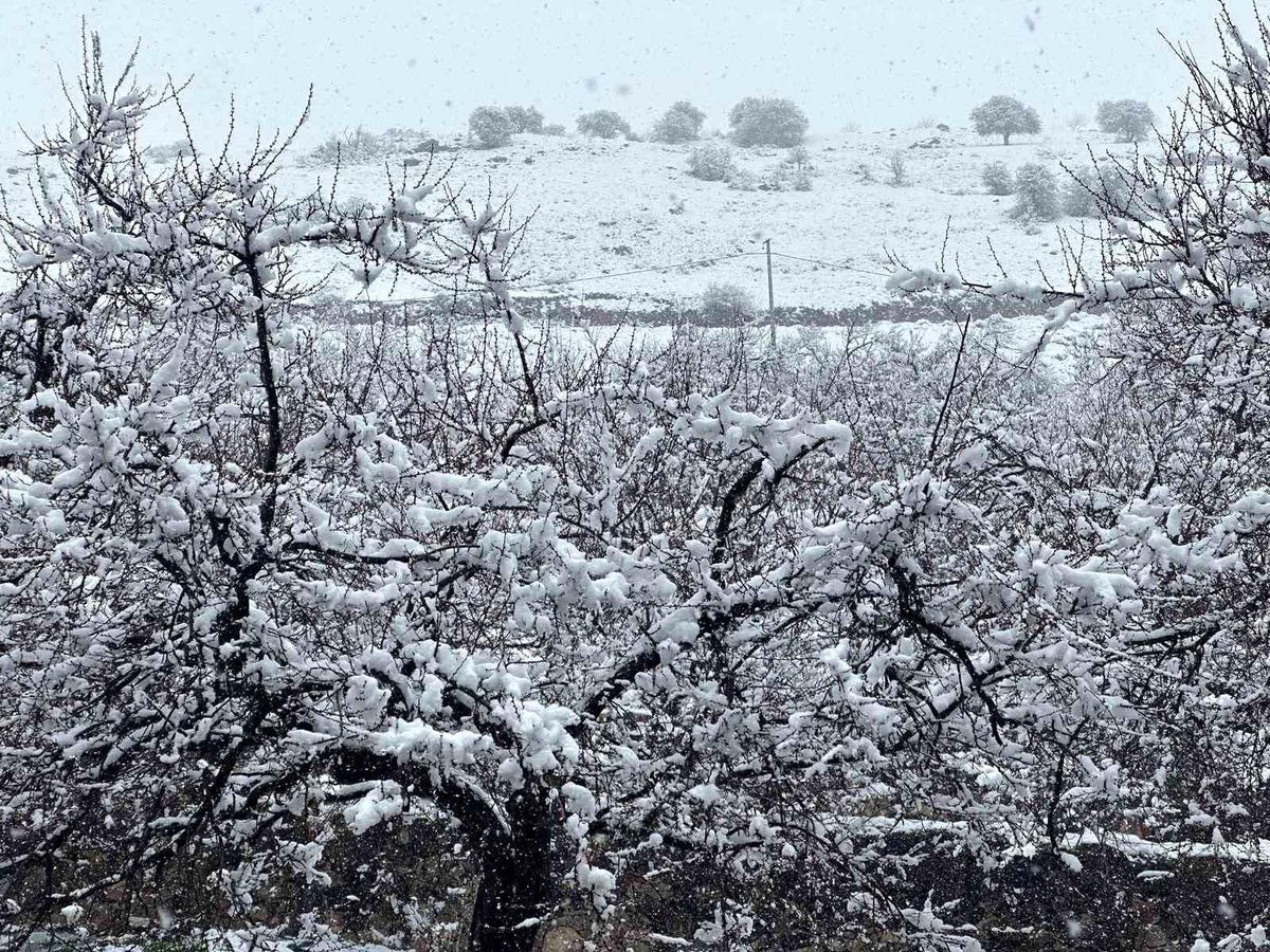 Malatya'da kayısı bahçeleri kar altında kaldı