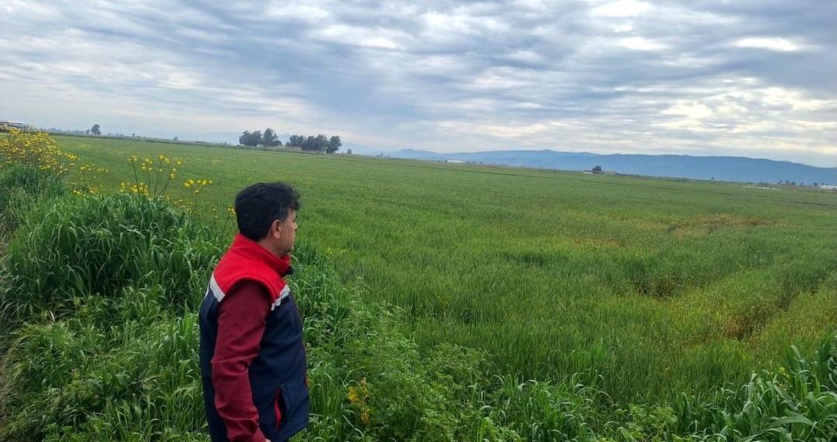 Söke'de hububat ekili araziler denetlendi