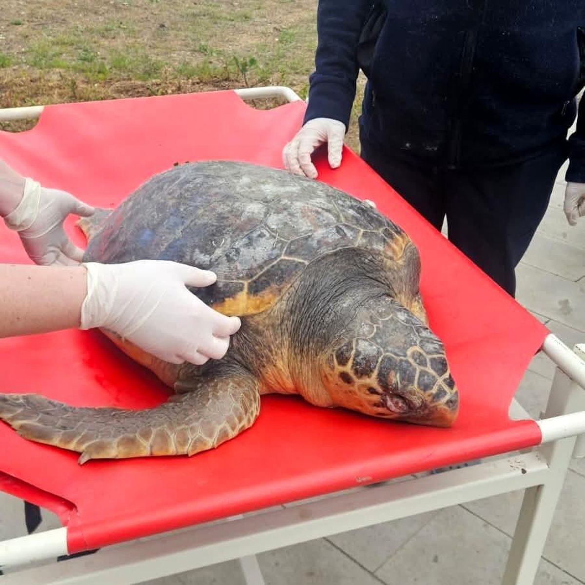 Tekirdağ'da ölü bulunan caretta caretta incelemeye alındı
