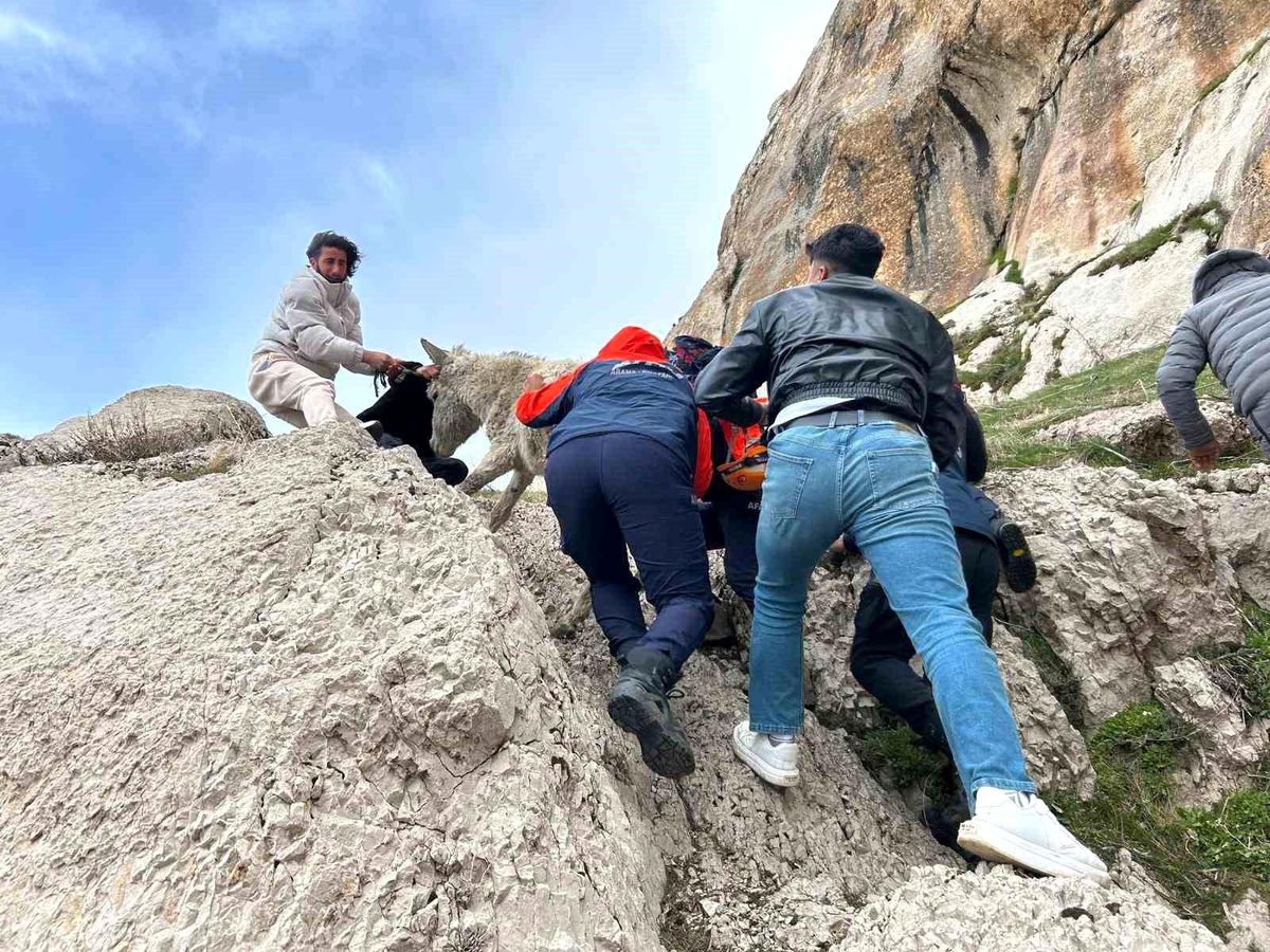 Van'da kayalıklarda mahsur kalan eşek kurtarıldı