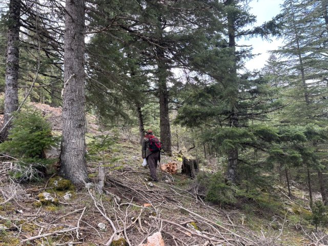 Morel mushrooms in the mountains
