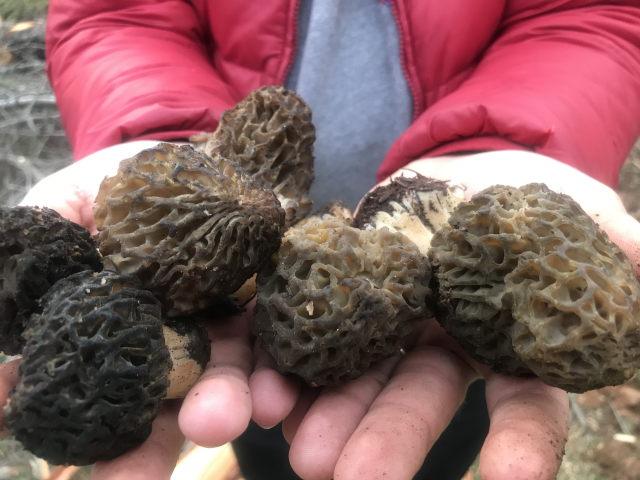 Morel mushrooms in the mountains