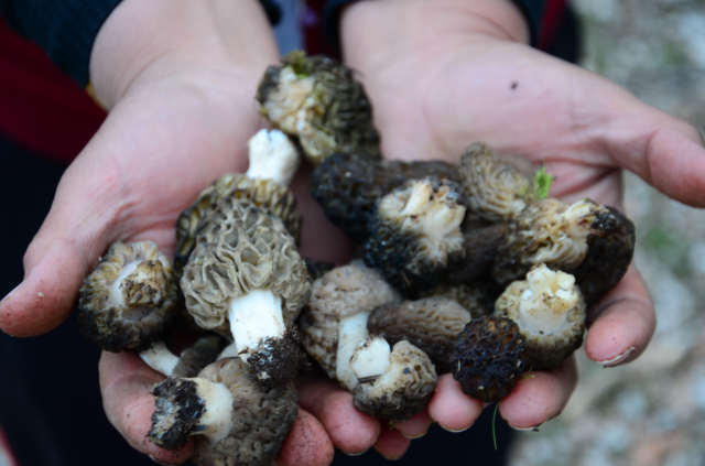 Morel mushrooms in the mountains