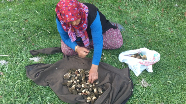 Morel mushrooms in the mountains